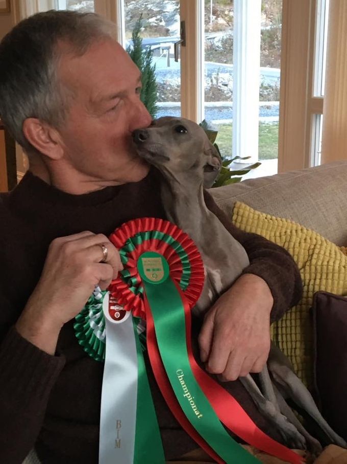 12. November. 16
Kongsberg Nat. Dog Show, Judge: Bjørg Foss
Borzoi; Multi CH Kazar Ural: Best of Breed. Today we couldn't stay for the finals.
Italien greyhound: Dogcastle's Aurora: CAC, new Norwegian Champion, Best Opposite S.