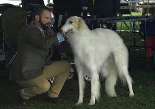 13. Nov. 16
At the IKC Kazar Utkin became today INTERNATIONAL CHAMPION, BOB and placed Group 3 under judge Paul Stanton! 
Utkin is owned by Viv Coulton and Walter Albert, Ireland