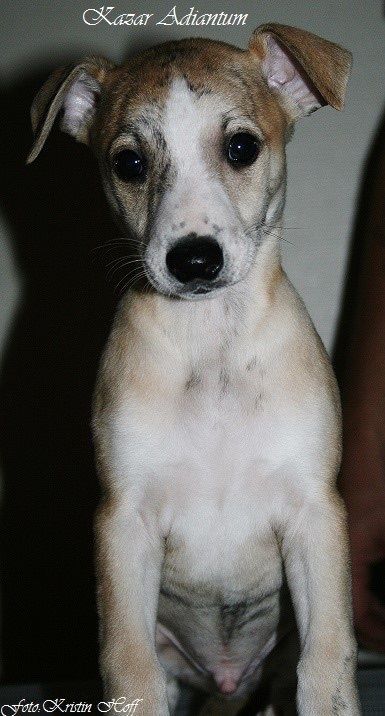 Pictures of Sheldon and Laura's beautiful litter at 6,5 weeks are posted under 
Whippet litter