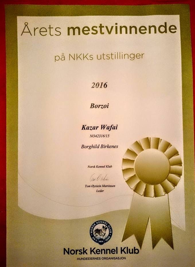 Kazar Wafai was mostwinning borzoi this year at the Norwegian Kennel Club shows! Owner: Borghild Birkenes.