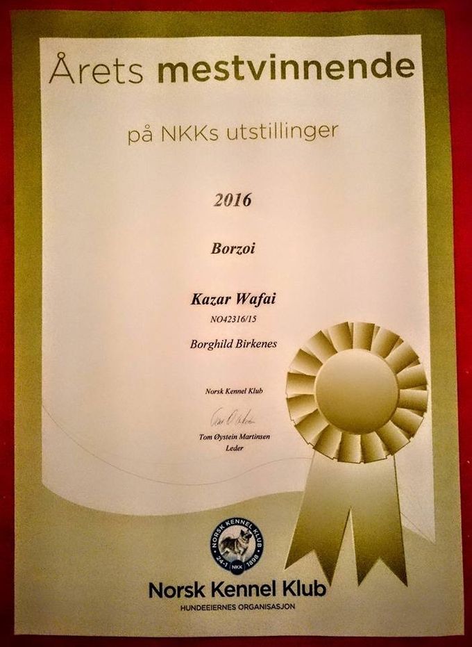 Kazar Wafai was mostwinning borzoi this year at the Norwegian Kennel Club shows! Owner: Borghild Birkenes.