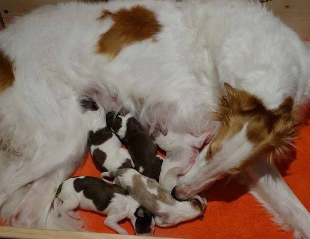 The Kazar X-litter born 24.01.17. 
