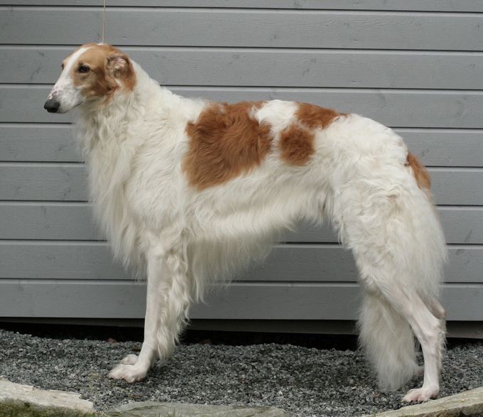 22/23.04.17
Kazar Wafai went B.M.2 with R.CACIB at NKK in Bergen under judge Anette Bystrup,DK on Saturday.
Sunday at the Irish Wolfhound Club Sighthound Special he went BOS with CAC under Felicity Thomson, GB.