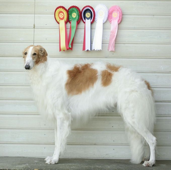 14.05.17
Great news from NKC Ålesund! Kazar Wafai went BOB with CAC and CACIB. That made him NORWEGIAN CHAMPION!
Judge: Colm Beatti.