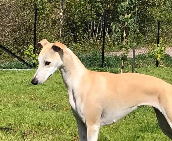 Steppdance Angelica (2XCAC) *27.06.2015.
(Multi Ch. Kathstone A Sunday Smile X Steppdance Laura Biscotti)
Frida is co-owned with Susanne Strøm, Knl. Steppdance.