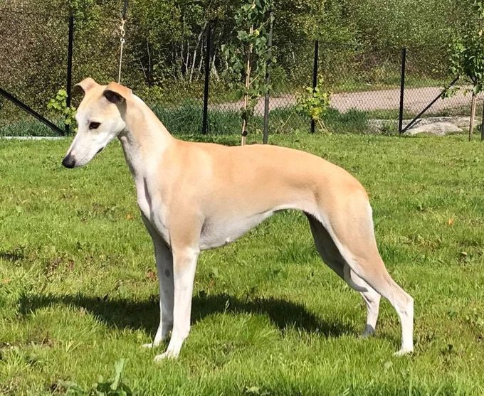 Steppdance Angelica (2XCAC) *27.06.2015.
(Multi Ch. Kathstone A Sunday Smile X Steppdance Laura Biscotti)
Frida is co-owned with Susanne Strøm, Knl. Steppdance.