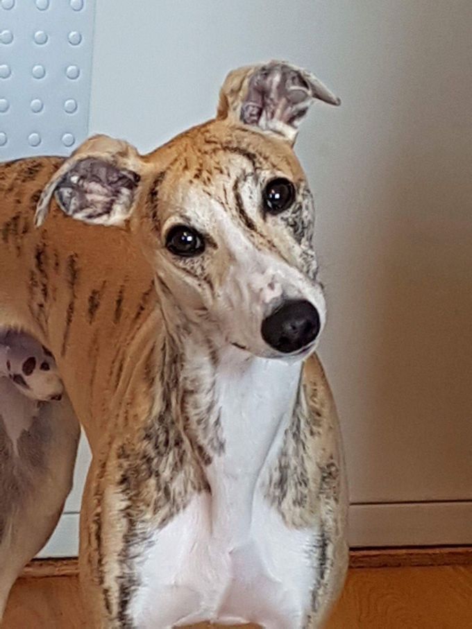 29.10.17. Whippet:
Kazar Achimenes was Best Male-3 with CAC from junior class at Kongsberg (N) under judge Birgithe Svarstad (S)
Owners: Sidsel E. Rydland / Anne-C. Holm (N)