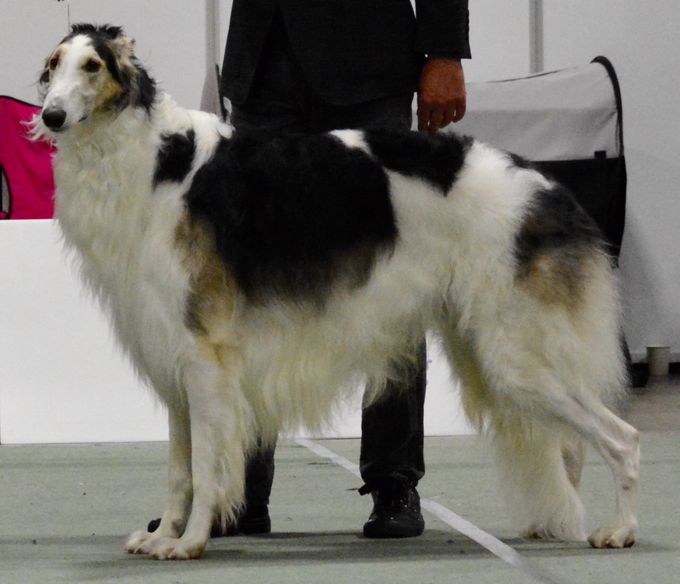 18.11.17
Dogs4all, Lillestrøm: SE,DK,SF CH Kazar Wahid was BOB and Norwegian Winner 2017, with CAC and CACIB and finally BOG-2. He thereby gained his Norwegian Ch title and became also International champion (CIB). Owner is Lena Hamel.
Pimms were judged by Eli M. Klepp and Wim Wiersma.