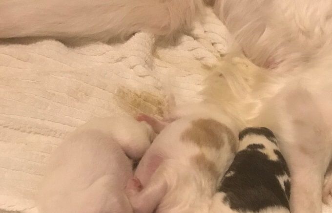 19.02.18
Alva gave birth to our Y-litter today! See Current litter Borzoi.
