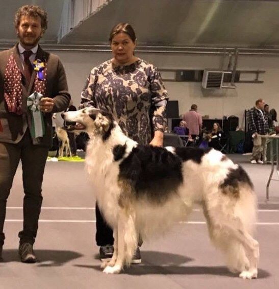 25.03.18
CIB,SE,NO,DK,SF CH Kazar Wahid went BOS under Arnalds Cortugno at The Swedish Sighthound Club Show today. Owner: Lena Hamel, Sweden.