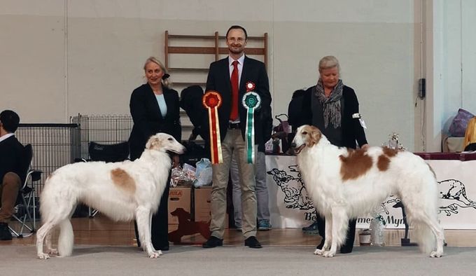 07-08.04.2018
At NKC Saturday and Irish Wolfh.Club on Sunday NO,DK CH Kazar Volga was BOB and NO,DK CH Kazar Wafai was BOS. They both got Nordic CACs on Saturday. Judges: Jarmo Vourinen and Frèdèric Maison