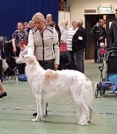 28.04.2018, Letohallen Norway, judge Nadija Timmermans-Kadenko
BOB Ch Kazar Volga, owner: Susanne Strøm.