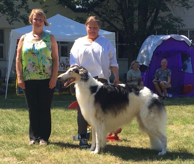 03.06.18 CIB* Multi CH Kazar Wahid goes BOS at The Borzoi Committy Special in Horten, Norway under judge Wieslalwa Misterka Kluska.
27.05.18 Wahid went BOS Nordic CAC at SKK (Sweden) under Svante Frisk.
Owner: Lena Hamel.