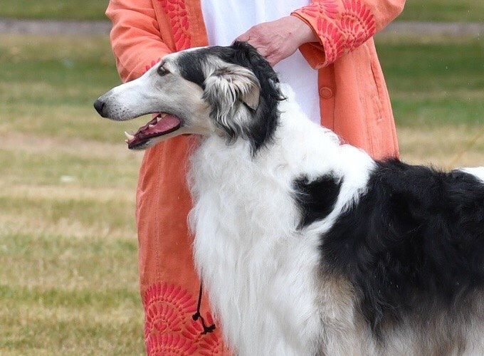 17.06.2018 Ch Kazar Wahid BOS at The Swedish Borzoi Special at Tånga Hed under judge Sue Pinkerton, GB.