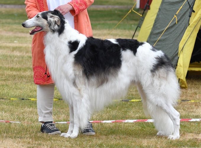17.06.2018 Ch Kazar Wahid BOS at The Swedish Borzoi Special at Tånga Hed under judge Sue Pinkerton, GB.
