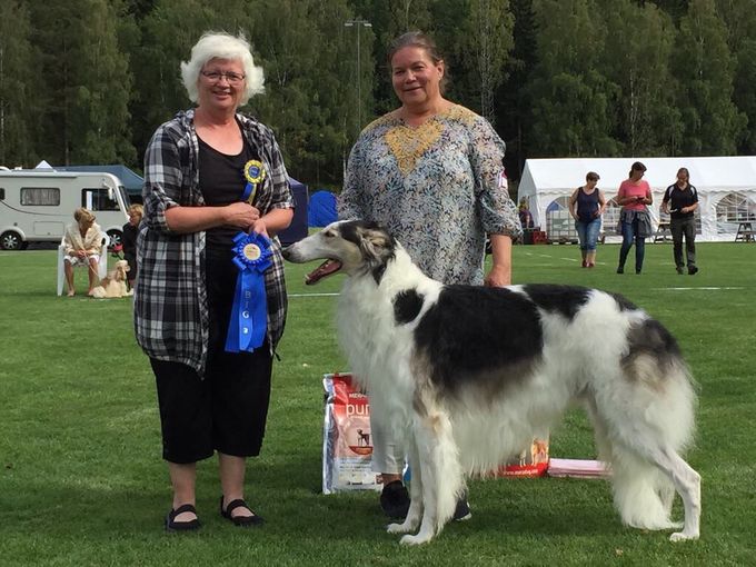 11.08.2018
CIB* SE DK NO FI CH NO V-17 Kazar Wahid was BOB and Group 2 at the SKC show in Askersund. Breed judge, sighthound specialist Henrik Härling and group judge Gunilla Sandberg. 
Photo: Björn Scheele