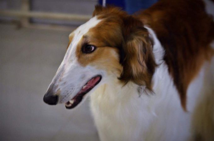 08-09.11.2018
Young Ch.of Russia; Kazar Xander went BOS on Saturday with CAC and BOB with CAC and CACIB on Sunday. He finish with a Group-1.
Xander is now also Champion of Russia and Champion of The Russian Cynological Federation. 
Owner: Victoria Rossolenko, Khabarovsk, R.