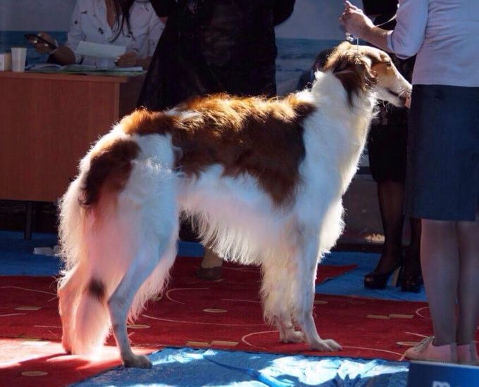 30.09.18
The Grand Pasific International Cup 2018, Vladivostok, Russia, 
Jr.Ch, Ru.Ch, RFK Ch Kazar Xander (20mnths) goes BOS with CAC, CACIB under judge Irina Shvets.