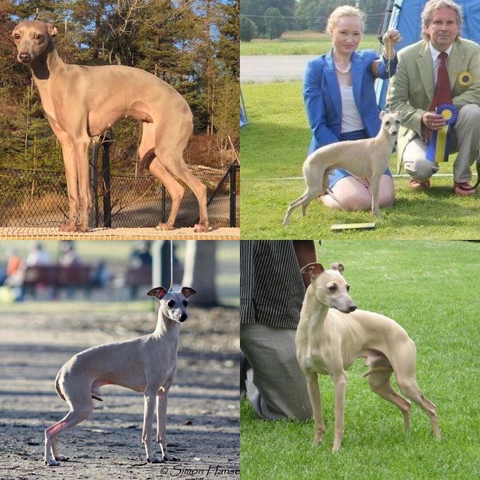 Our Italian Greyhound Ch Dogcastle’s Aurora is mated to M.Ch Dervish Sky Is The Limit and puppies are expected app. 20. Jauary 2019.