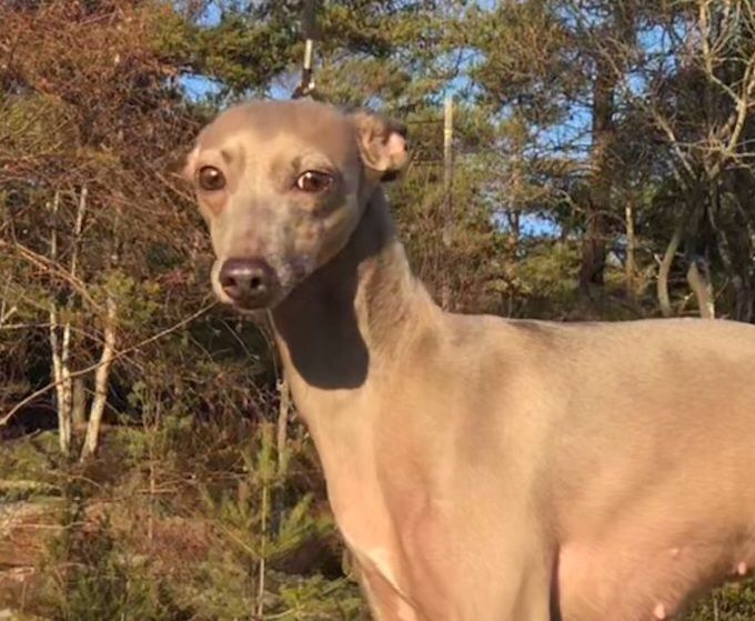 N.ch. Dogcastle´s Aurora 