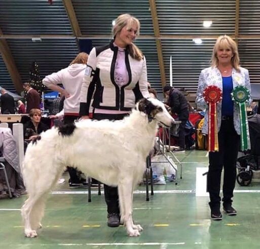 29.12.18. Great debut for young Kazar Yakim (10 mnths) among the adults at the last dogshow of the year at Letohallen. He went Best of Breed over Champions (7) and over the mostwinning male and bitch this year! He was of course awarded CAC.
Owner and co-breeder is Asta Slapø. 