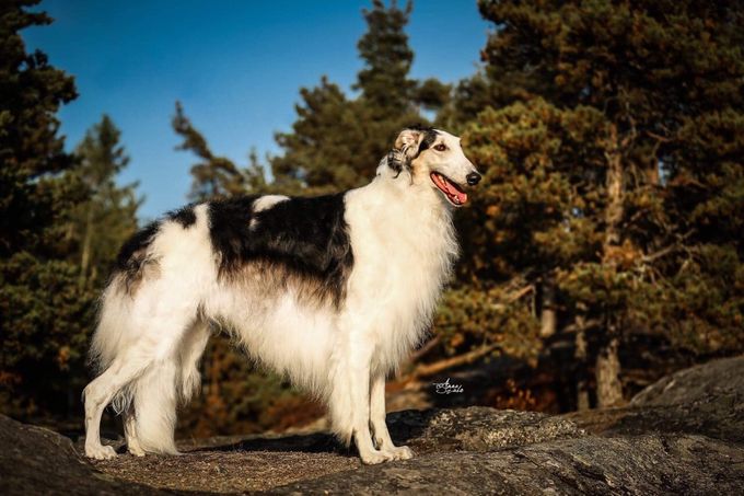 CIB,SE,NO,DK,SF CH. Kazar Wahid placed #3 Borzoi 2018 on the Borzoiringen list in Sweden. This is wonderful news, -still it feels bittersweet since Pimms passed away in the beginning of September. 