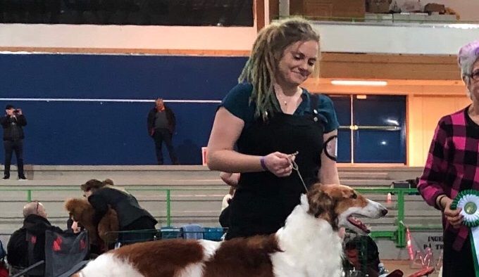 16.03.2019
NKC Kristiansand: BOB, CACIB, BOG-4 N,Dk Ch Kazar Volga
BOS, CAC,CACIB Kazar Xalvador 
Judge: Nina Karlsdotter.