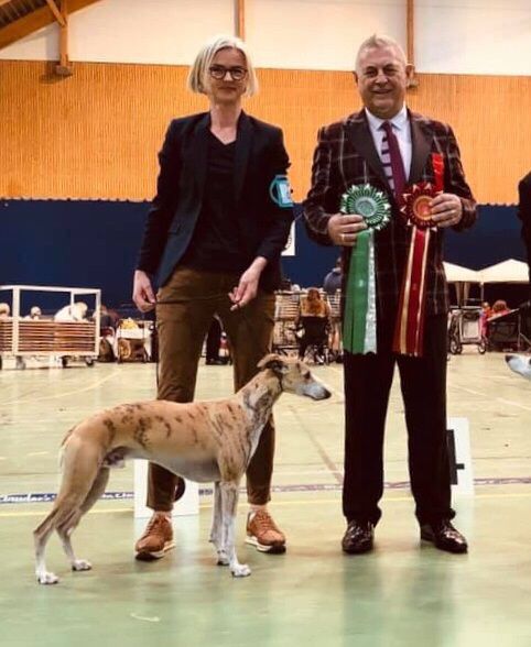 27,28.04.2019
Martin the whippet (Kazar Achimenes) had a great weekend at shows In Letohallen
Saturday under judge Tom Johnston, Martin was BM2 with CAC
Sunday under Michael Leonard, he was BOS! 
Owners: Sidsel E. Rydland / Anne C. Holm