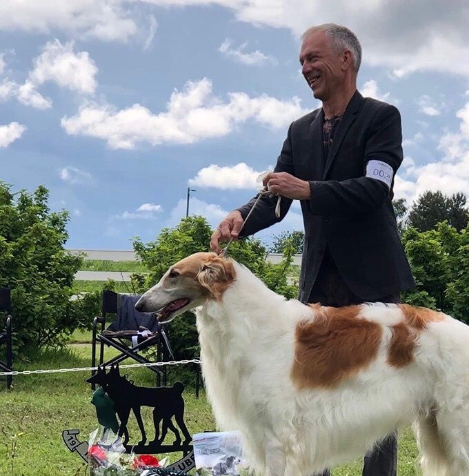 
 08-09.06.2019 at Gran, Hadeland.
The Greyhound Club, Saturday. 
Breed judge: Iren Naarits, Estonia:
Ch Kazar Wafai: BOS. 
Kazar Xalvador: BM-3, CAC. 
Ch Kazar Usalka: BB-3, BOB Veteran
Iggy:
Kazar Aurelia: BB-2, CQ.

The Norwegian Sighthound Club, Sunday. 
Breed judge: Vittorio Passerino, Italy:
Ch Kazar Wafai: BOB, BIS-4. (Photo)
Ch Kazar Umba: BIS-3 Veteran
Iggy:
Kazar Aurelia: BB-1, CAC, BOS, BIS-2 Junior
Kazar Bixia: BOS puppy, Price of Honour.


