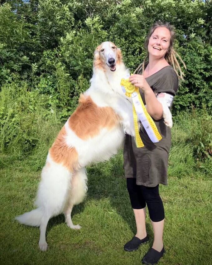 22.06.2019
Veien, Denmark, International show: 
No, Dk Ch Kazar Wafai Best of Breed with CACIB ✨
Judge Karl-Erik Johansson 
Unfortunately, they were not able to participate in the group.
21.06.2019 
Vejen, Denmark
No Dk Ch Kazar Wafai Best of  Breed and with Nordic CAC, 
BOG-3
Judge: Vincent O'brien. 
