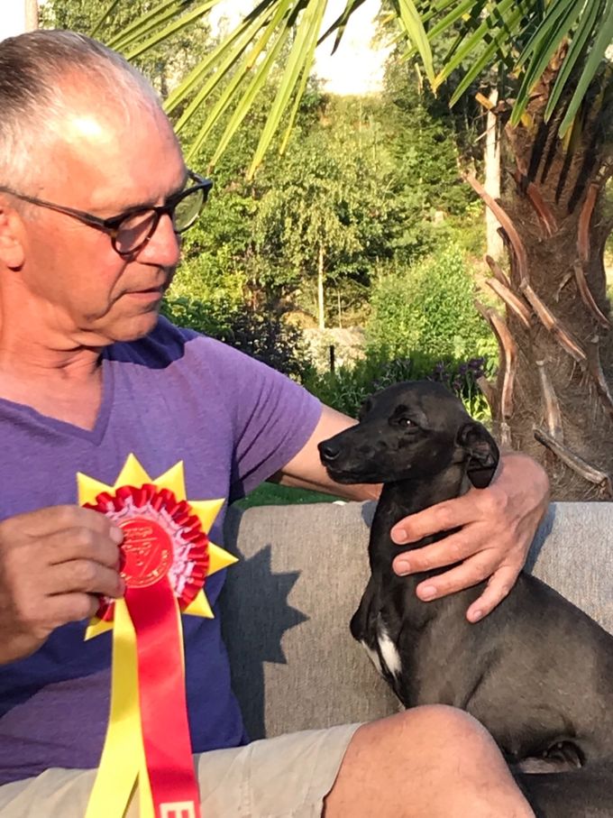 27-28.07.2019
Råde (N) Kazar Aurelia was BOB with CAC under Shaun Watson on Saturday. We did not stay for the group.
On Sunday she was BB-2 with res CAC under Åke Cronander.