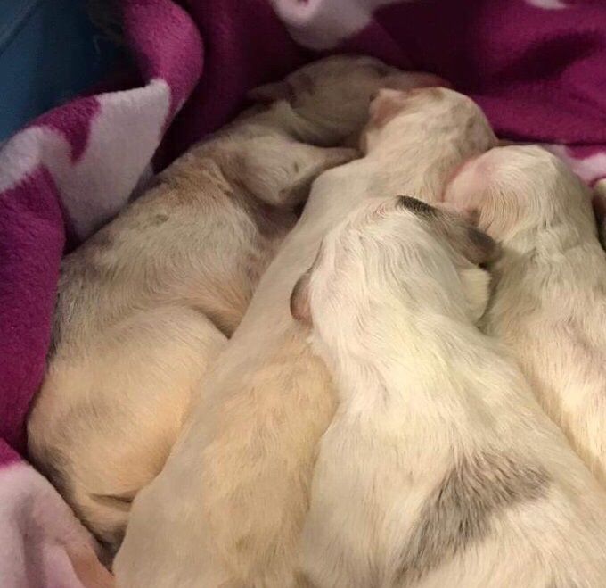 Sept 10, 2019
The Kazar Borzoi Z-litter is born! 3 males and 3 females.
Co-breeder: Asta Slapø.