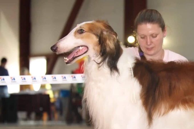 07-08.09.2019
Great news from Russia!
Russian Junior Ch, RU.CH, RCF.Ch Kazar Xander 
INTERNATIONAL DOG SHOW CACIB FCI VOSTOK ELITA - 2019. Judge Lokodi Csaba Zsolt - ex, CAC, CACIB, Ch. RKF, BOB and BOG-1
NDS 
