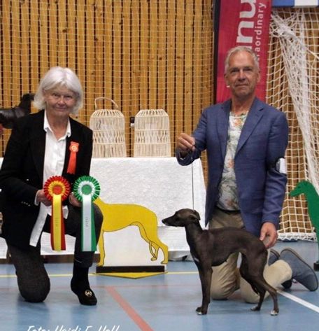 Norw. Ch Kazar Aurelia
(INT Ch Grain de Beaute du Domaine de Chanteloup - Ch Dogcastle Aurora)
Mostwinning I.G.bitch 2019 in Norway.