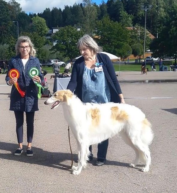 13.Sept.2020
Porvoo, Finland: Kazar Zwarovski Tarijemiran was awarded Best Male with CAC from junior class today. 
Judge: Paula Rekiranta.