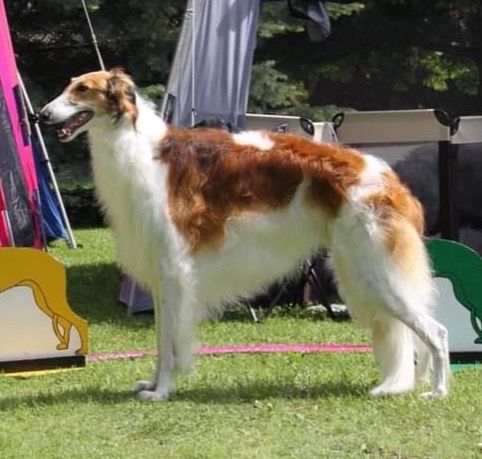 10. Oct. 2020
Sunnfjord Hundeklubb; Kazar Xalvador, BM-2 with CAC and New Norwegian Champion. Owner: Erika Birkenes.
Ch Kazar Volga BB-2 and BOB veteran.Owner: Susanne Strøm.