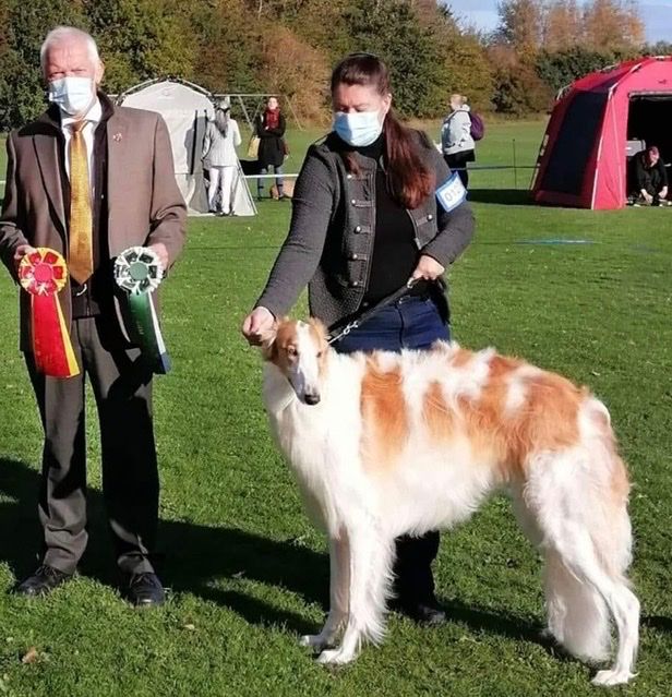 17. Oct. 2020.
The Danish Sighthound Club, Århus. Kazar Zamir was awarded Best Male with Jr. CAC and CAC from Junior class.
Zamir then became Danish Club Junior Champion (KLBJCH)
Owner: Jenny Nilsson, Sweden.

