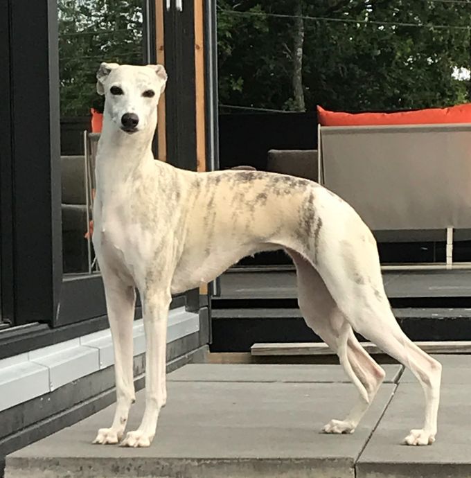 Steppdance Tamara *27.06.2015.
(Multi Ch. Kathstone A Sunday Smile X Steppdance Laura Biscotti)
Owners: Fredrik Hovland/Knl Kazar