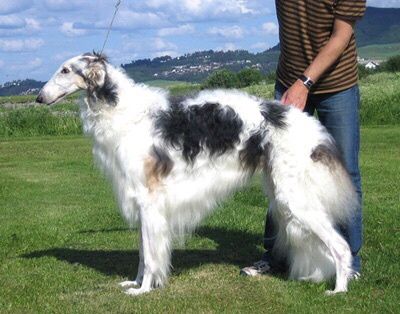 N.CH. Kazar Oberon