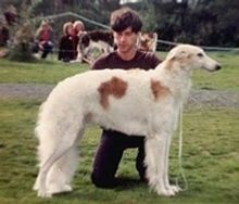 Int, Nordic CH Kaznan Farina.
Bred by Vappu & Pertti Vouremaa, Finland.
