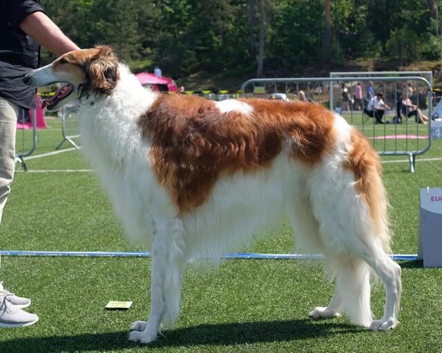 5.June 2021
At the Norwegian Kennel Club Int. Show in Sandefjord, Ch Kazar Xalvador was Best of Breed and Group-3 under Svein Bjarne Helgesen and Åge Gjetnes.
Owner: Erika Birkenes.