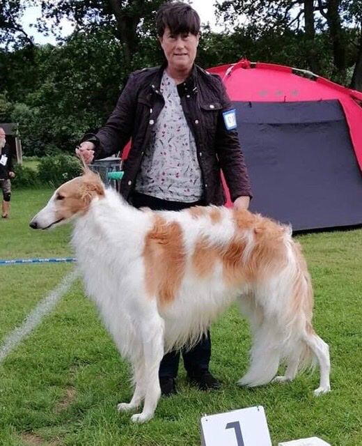 12.June 2021
Danish Sighthound Show in Vejen: Kazar Zamir was best male with CAC and Best of Breed and BOB & BIS intermediate. He achived the title Club Jubilee Winner (KLBJUBV-21)
Zamir is now also a Danish Junior Champion.
Owner: Jenny Nilsson, Sweden.

In Tuuri, Finland, Kazar Zwarovski Tarijemiran was Best Male-2 with CAC.
Owners: Anniina Liesko and Tiina Flytström