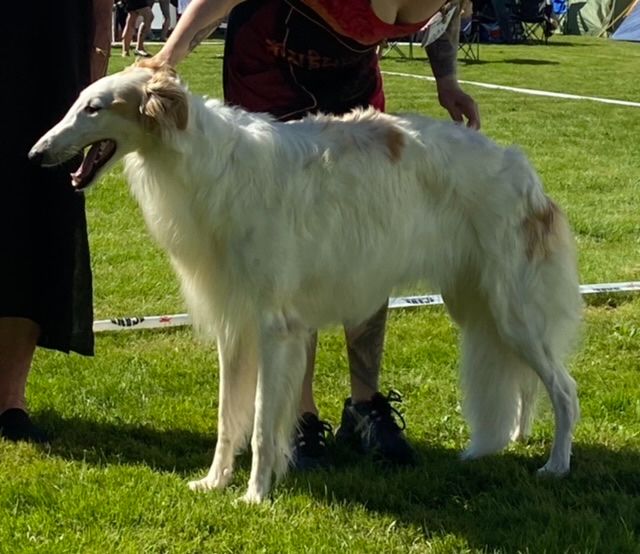3 July 2021
Kazar Zakia was BB-2 with CAC and BOB intermediate at The Norwegian Sighthound Club Show in Trondheim under judge Bjørg Foss. Zakia is owned by Tina Tømmerås Ingebrigtsen and Kazar knls.