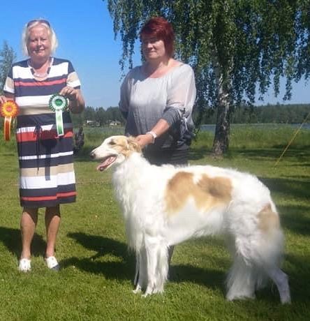 4.July 2021
Rantasalmi, Finland
Kazar Zarina Tarijemiran; CAC and BOS
Owner: Tarijemiran knls
Trondheim
Norwegian Kennel Club 
N.ch Kazar Aurelia (Italian Greyh) BB-2 with CACIB
Judge: Arne Foss
Owner: Kazar knls