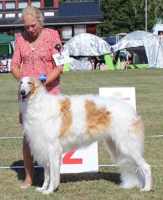 17.July 2021
At a Sighthound Show in Helsinki Kazar Zwarovski Tarijemiran was Best Male 2 with CAC.