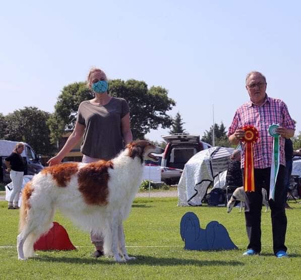 25.05.2021 
No ch, Dk Jr W-17 Kazar Xalvador eas Best of Breed under Benny Blid von Schedvin at Karmøy (Lahsa Apso dog club)