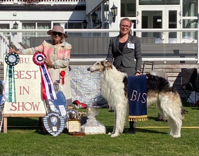 21.08.2021
The Norwegian Borzoi Specialty, judge Eli Marie Klepp. 38 entries.
Best In Show: Ch Kazar Yaztrakan
BM-2 Ch Kazar Xalvador
BM-4 Ch Kazar Yakim
(BM-5 Ch Kazar Wafai)
Best In Show Intermediate, res CAC, BT-3: Kazar Zakia
Best in Show Champion: Ch Kazar Yastrachan.
Best In Show Breeders Group: Kazar Knls with the four champions; Yastrachan, Yakim, Xalvador and Wafai.
