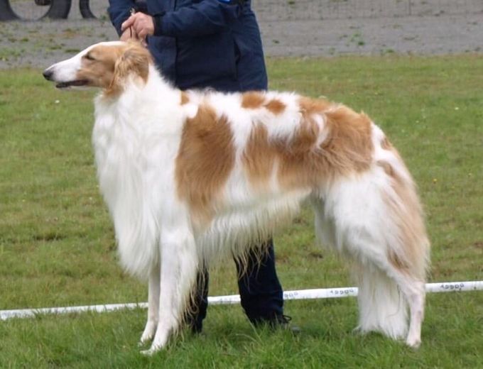 17.10.2021
Last weekend Kazar Zamir was shown at the Nordic Dog Show in Års 
He was Best of Breed with CAC, NCAC, Best of Group-3 
and DANISH CHAMPION !
Judge :Hanne Laine Jensen 