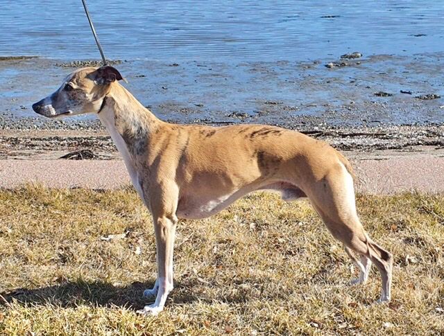 20. March 2022
Kazar Achimenes was BM 3 with CAC and Norwegian Champion today at NKC Int in Kristiansand. Judge: Mark Cocozza, UK.
Owners: Sidsel Ekensteen Rydland and Anne-Cathrine Holm.
