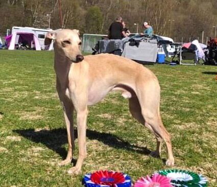 23.April 2022
Kazar Calvino was BOS with CAC at Sunndalen HK National dog show under judge Anette Bystrøm
Owner: Stine Adsen Utstrand.